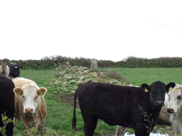 Image of Cashelisky (Standing Stones) by gjrk