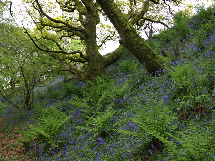 Image of Coney’s Castle (Hillfort) by formicaant