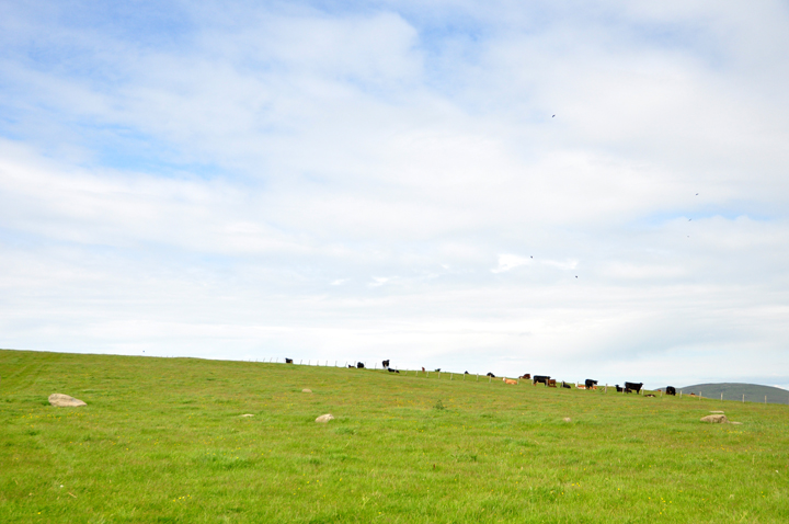 Image of Elva Plain (Stone Circle) by Jane