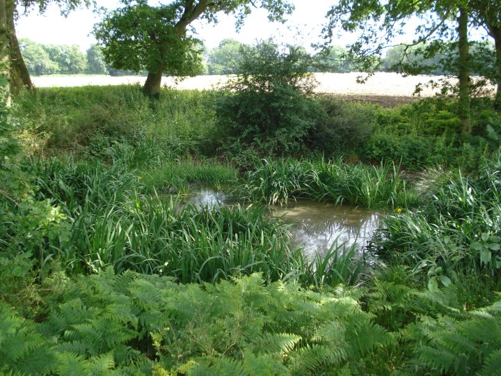 Image of Membury Camp (Hillfort) by Chance