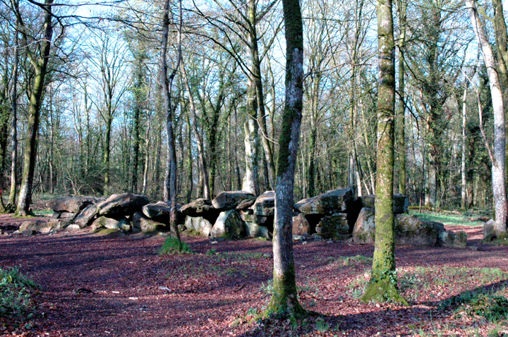 Image of Tresse (Allee-Couverte) by Moth
