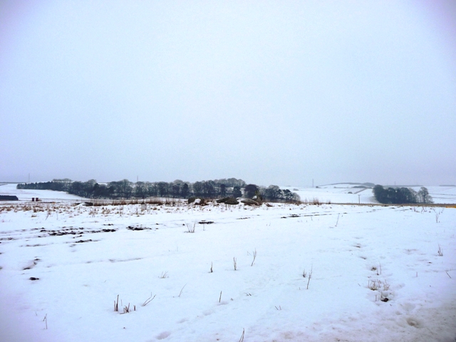Image of Old Rayne (Stone Circle) by drewbhoy