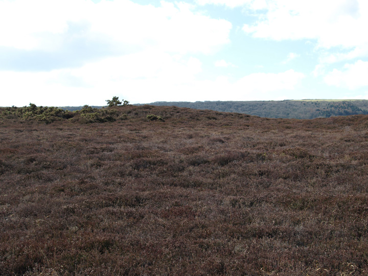 Image of West Godlingston Heath (Barrow / Cairn Cemetery) by formicaant
