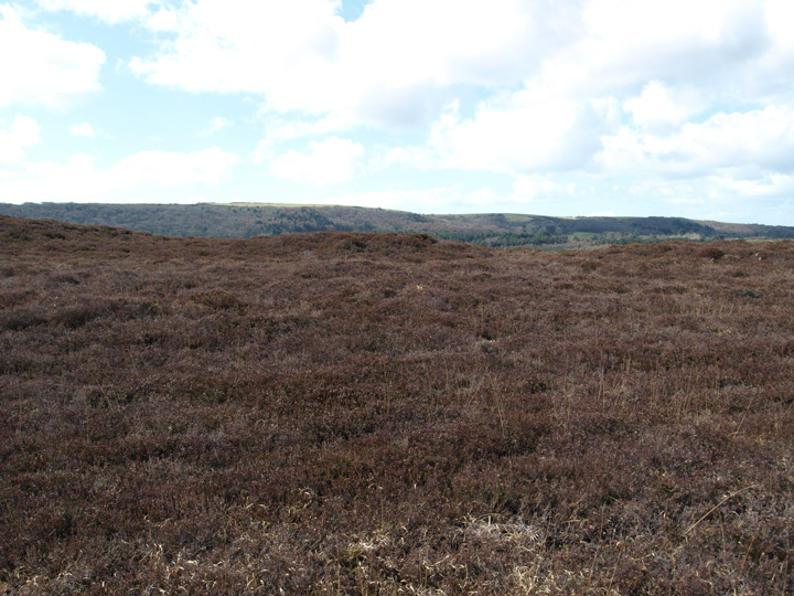 Image of West Godlingston Heath (Barrow / Cairn Cemetery) by formicaant