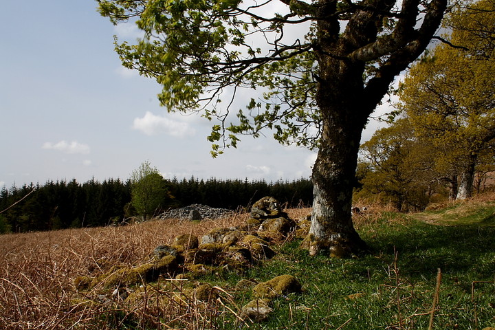 Image of Boreland (Chambered Cairn) by GLADMAN