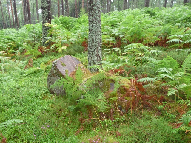 Image of Knock of Alves (Stone Circle) by drewbhoy