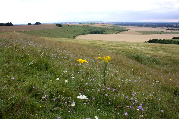 Image of Giant’s Grave (Milton Hill) (Long Barrow) by GLADMAN