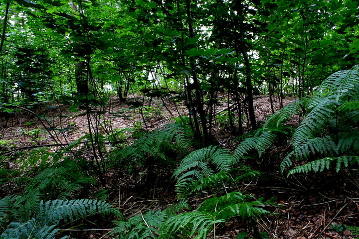 Image of Barrow Copse (Long Barrow) by GLADMAN