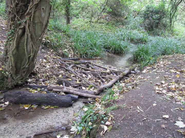 Image of Mother Anthony’s Well (Sacred Well) by tjj