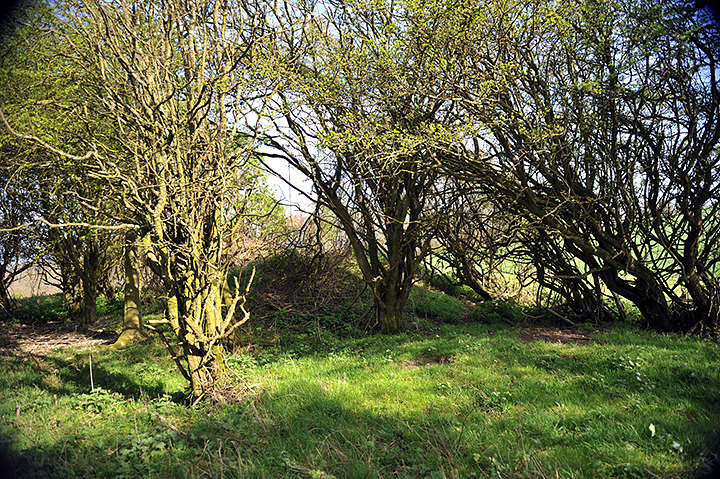 Image of Duncton Down (Round Barrow(s)) by A R Cane