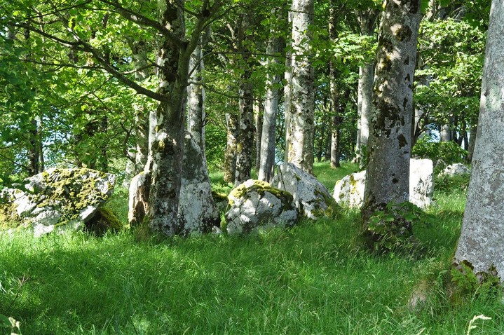 Image of Tanrego West (Court Tomb) by bogman