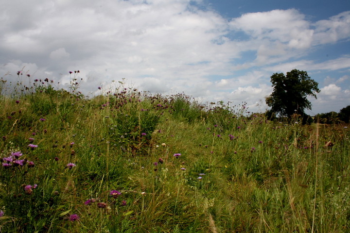 Image of Chettle House (Long Barrow) by GLADMAN