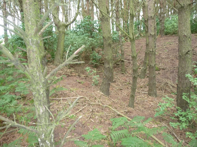 Image of Castle Hill (Elgin) (Hillfort) by drewbhoy