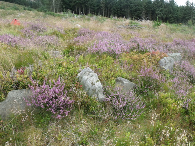 Image of Meuryn Isaf (Kerbed Cairn) by blossom